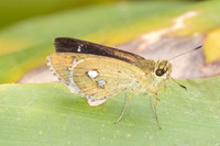 Scobura isota-2547