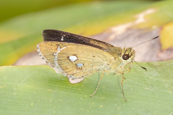Scobura isota-2547