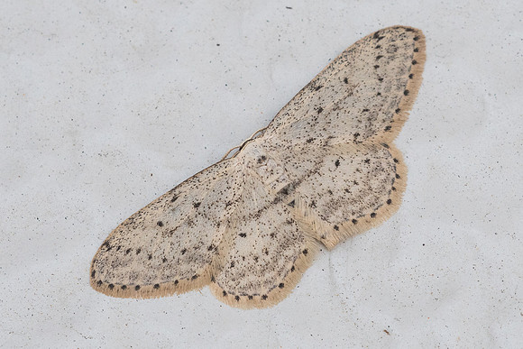 Scopula marginepunctata-1991 19/04/21