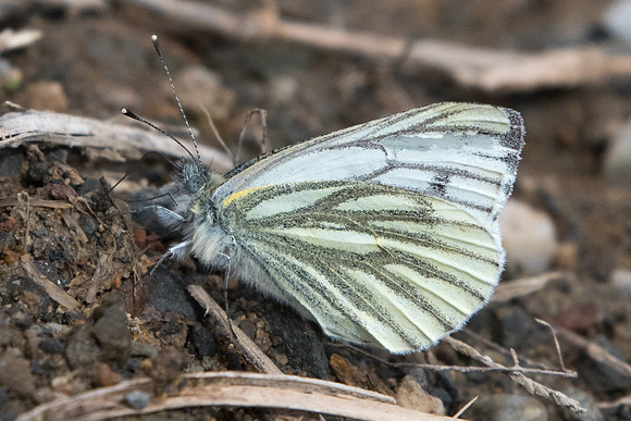 Pieris napi-3406