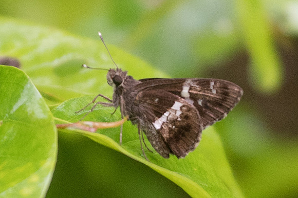 Hyarotis adrastus-6957 Khao Phanom Bencha National Park - 27/11/23