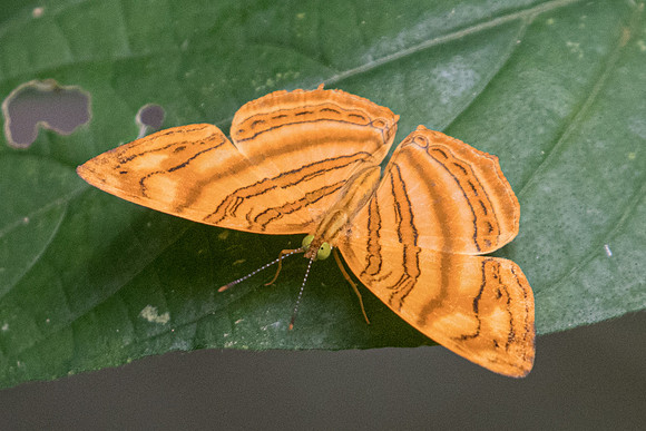 Chersonesia rahria -0941 - Koh Samui - 18/03/23