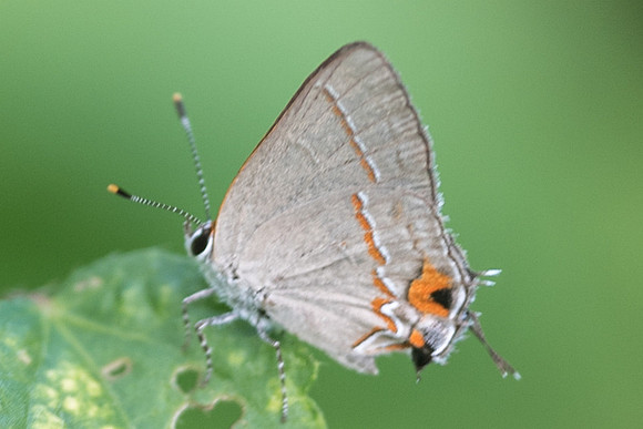 Calycopis quintana-4589