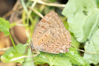 Arhopala alax id--1119 - Chiang Dao - 17/03/25