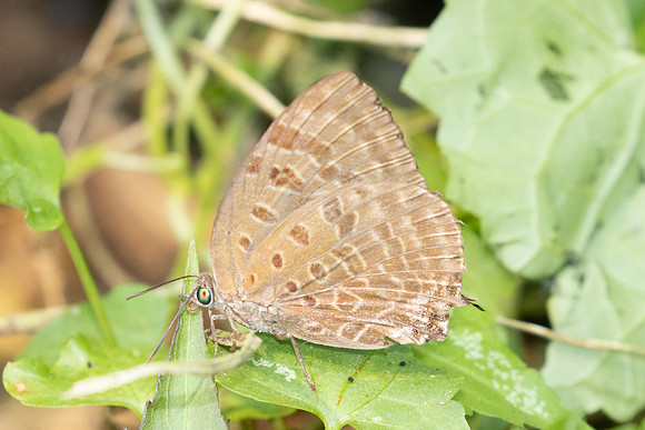 Arhopala alax id--1119 - Chiang Dao - 17/03/25