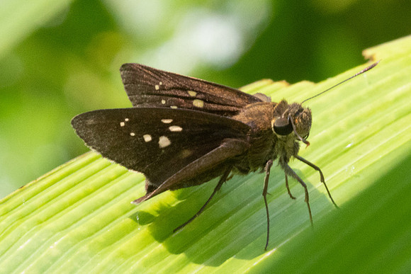 Caltoris bromus id--9167