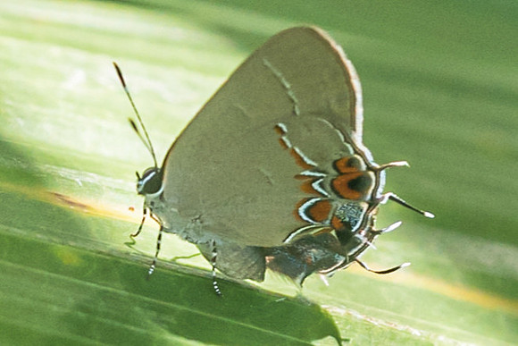 Calycopis quintana-2993