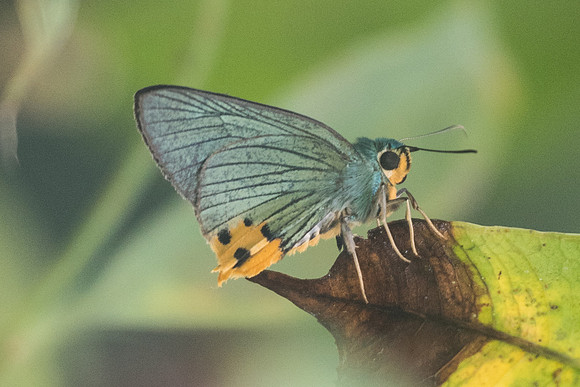 Choaspes furcatus -2236  - Chiang Dao - 17/11/23