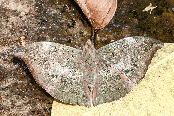 Euthalia anosia-7138
