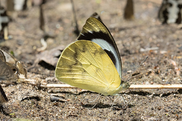 Appias pandione lalagela-5195 - Doi Inthanon - 26/03/25