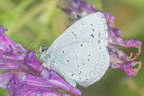 Celastrina argiolus-8356 - Vivario - 14/06/23