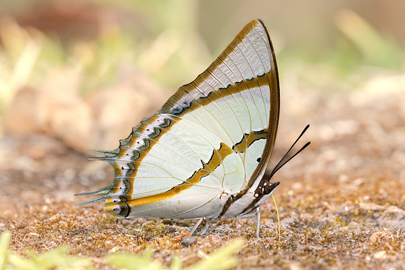 Polyura dolon-3444
