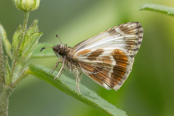 Heliopetes macaira-2560