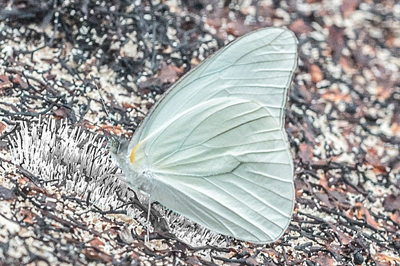 Glutophrissa drusilla-2603