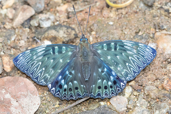 Dichorrgia nesimachus-5625