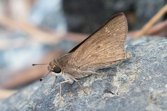 Gegenes pumilio-0715 - Levanto - 19/09/20
