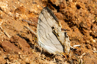 Cyrestis thyodamas-5007