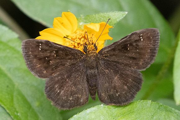 Staphylus vulgata-8411 - 1/06/24