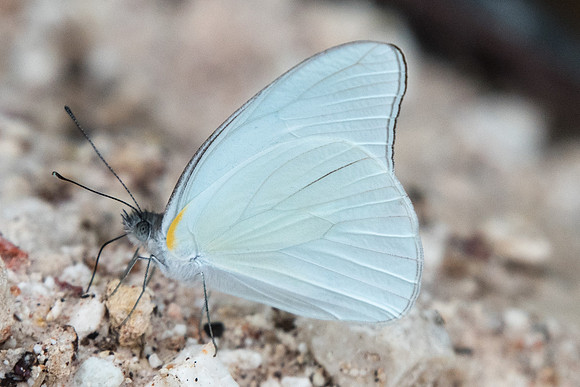 Glutophrissa drusilla-0902
