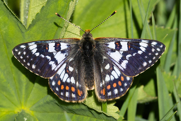 Euphydryas cynthia-0804 - Col D'Agnel - 24/06/2025