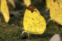 Eurema simulatrix-2101- Chiang Dao  - 11/03/23