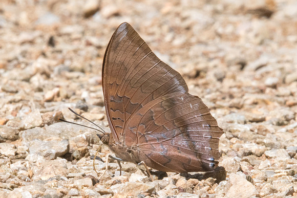 Charaxes bernardus-8431 - Chiang dao - 14/11/23
