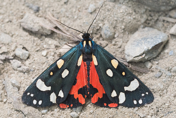 Callimorpha dominula-2147 - Nohedes - 16/07/23