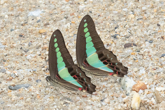 Graphium sarpedon-8284