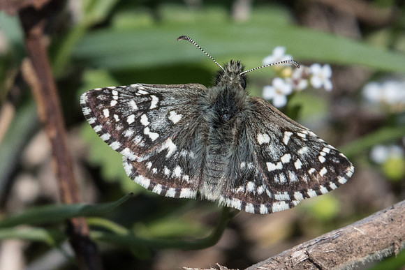 Pyrgus malvae-7644