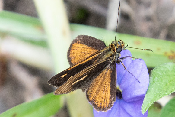 Parphorus sapala -5814 - Salento - 6/05/19