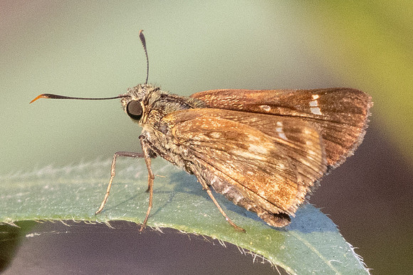 Halpe flava-6760 - Doi Suthep - 28/03/24