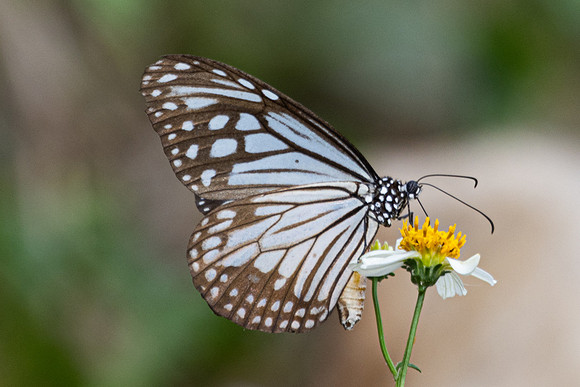 Parantica aglea-1824 - Chiang Dao - 18/03/25