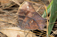Melanitis sp-5856