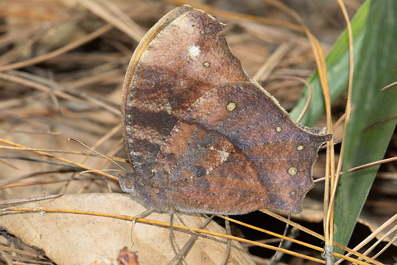 Melanitis sp-5856