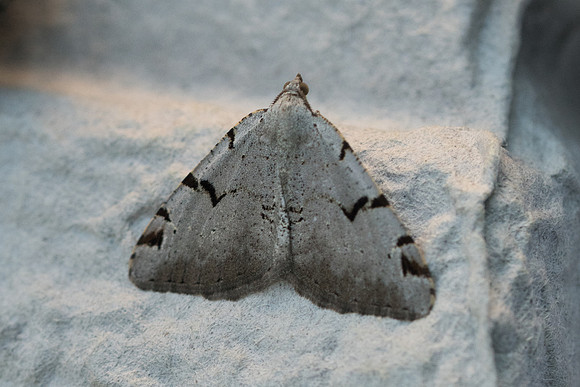 Macaria wauaria L_2250