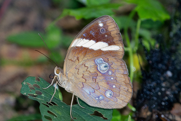 Xanthotaenia busiris-0620