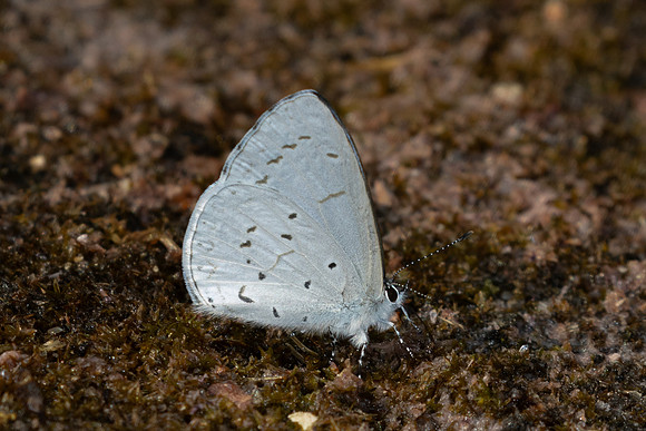 Udara dilecta-4106