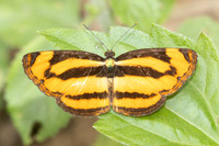 Pantoporia sandaka-2473- Chiang Dao - 20/03/25