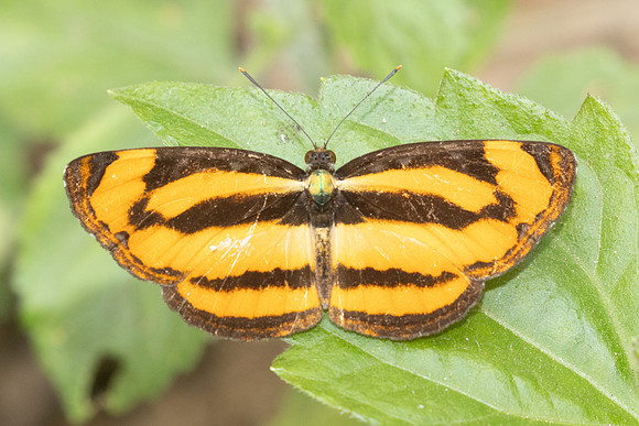 Pantoporia sandaka-2473- Chiang Dao - 20/03/25