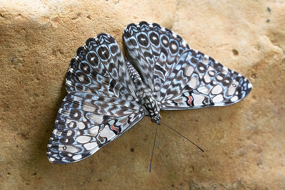 Hamadryas feronia-0411