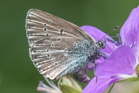 Eumedonia eumedon-6912 - Estenc - 28/06/21