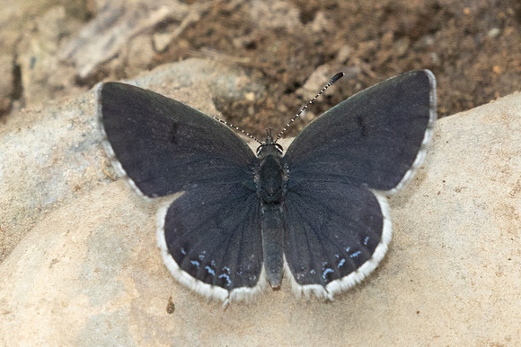 Tongeia ion-1329 - Chiang Dao - 17/03/25