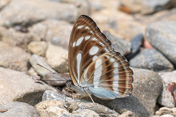 Athyma pravara-0700 - Chiang Dao - 16/03/24