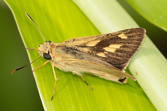 Onryza siamica-2095 - Chiang Dao - 19/03/25