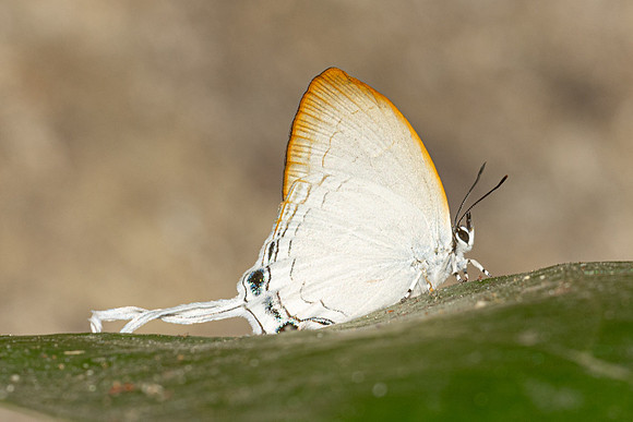 Cheritra freja-6486
