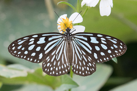 Ideopsis similis persimilis-2905- Koh samui -  19/03/23