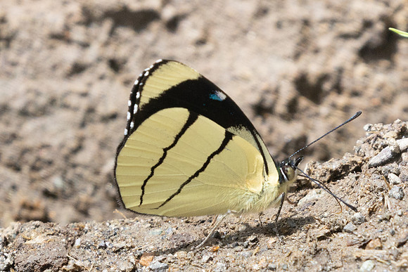 Perisama oppelii-6919