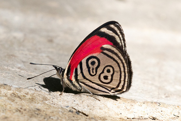 Diarthria clymena marshalii-6572 - Salento - 17/06/24