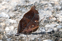 Doleschallia bisaltide-8140 - - Chiang Dao - 14/11/23