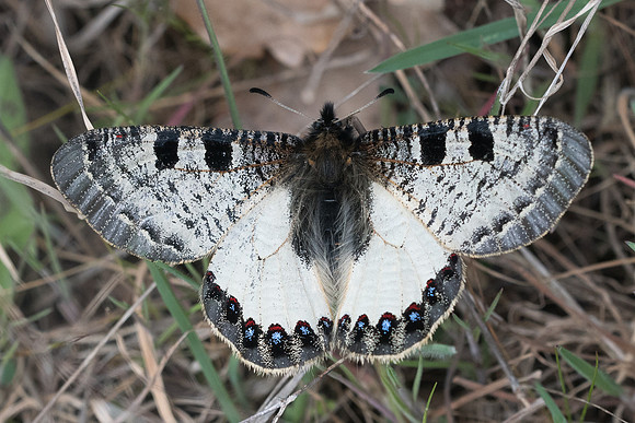 Archon apollinus ♂-2893 - Alexandroupoli - 10/04/22